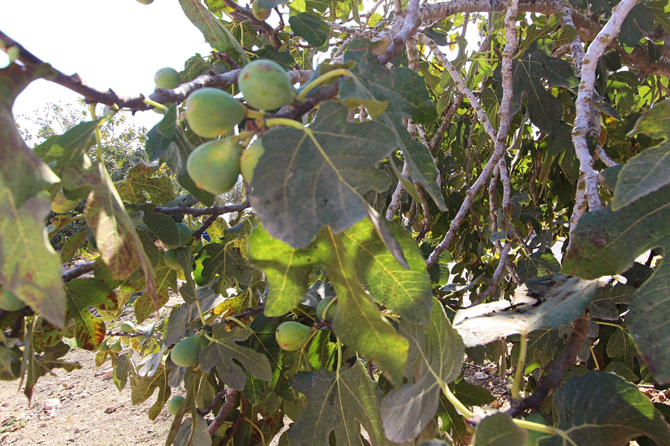 The Cursing of the Fig Tree by the Lord, And Fig Trees in the Bible